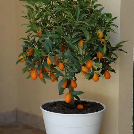 Il Cancelletto * 锡拉库扎