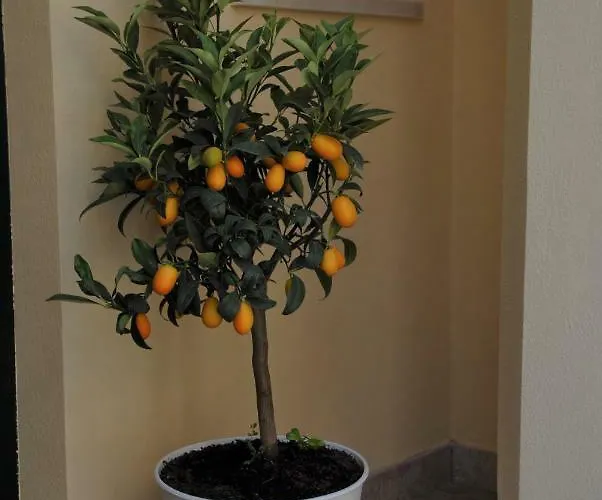 Il Cancelletto 펜션 *