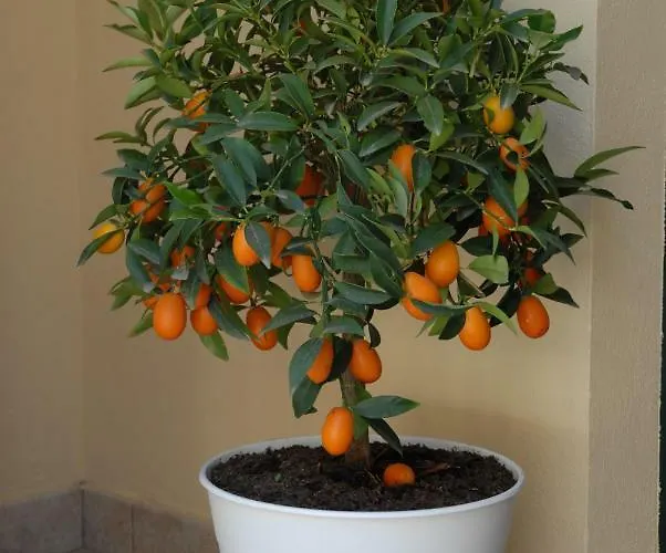 Il Cancelletto * 시라쿠사